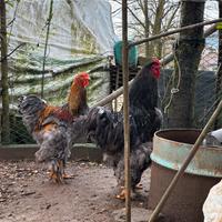 Galline brahma