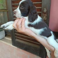 Cucciolo femmina di springer spaniel