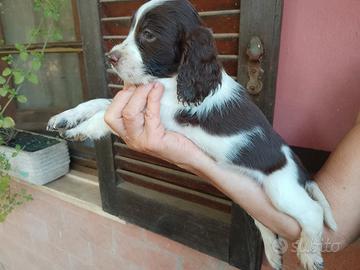 Cucciolo femmina di springer spaniel