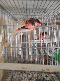 Canarini Arlecchino Portoghese