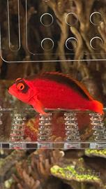 Pesce Falco