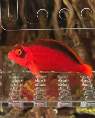 Pesce Falco
