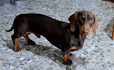 Bassotto per accoppiamento / monta / bassotti