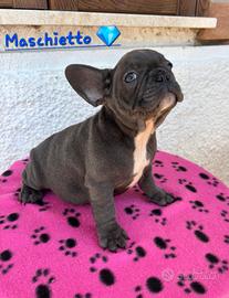 Cuccioli di bulldog francese esotici 