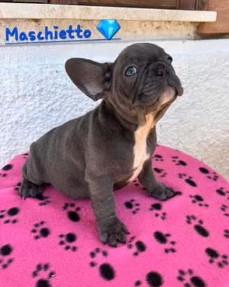 Cuccioli di bulldog francese esotici 