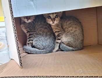 Gattini 2 mesi in pericolo