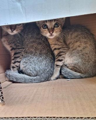 Gattini 2 mesi in pericolo