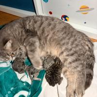 Cuccioli British Shorthair con Pedigree