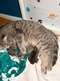 Cuccioli British Shorthair con Pedigree