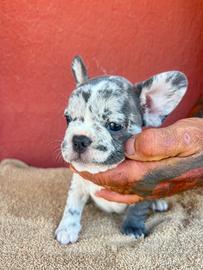 Bulldog francese blu merle