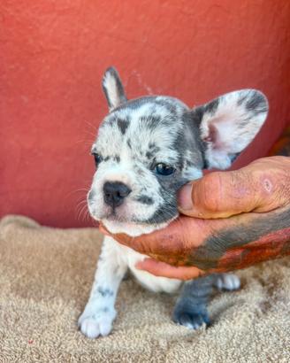 Bulldog francese blu merle