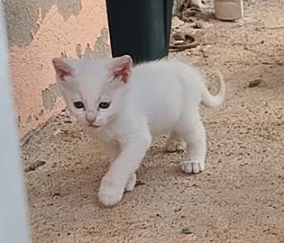Gattini