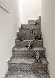 British Shorthair Black Silver Tabby