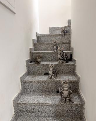 British Shorthair Black Silver Tabby