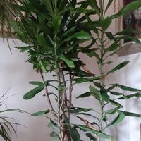 Dracena Tronchetto della felicità
