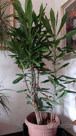 Dracena Tronchetto della felicità