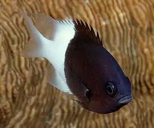 Pesce marino