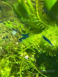 Caridine blu