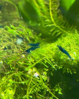 Caridine blu