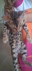 BENGALA femmina