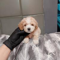 Barboncino Toy Bismarck maschietto