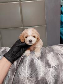 Barboncino Toy Bismarck maschietto