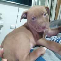 Amstaff