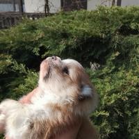 Volpino di pomerania