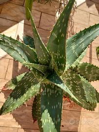 Piante di Agave e Aloe