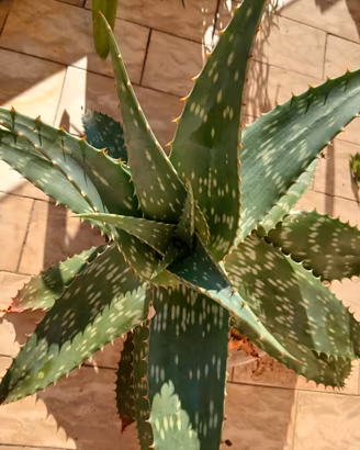 Piante di Agave e Aloe