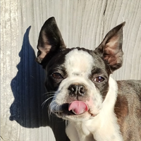 Cucciolo Boston Terrier