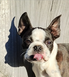 Cucciolo Boston Terrier