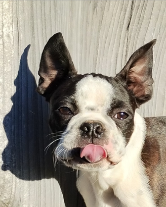 Cucciolo Boston Terrier