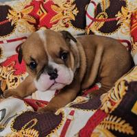 Cuccioli di bulldog inglese con pedigree