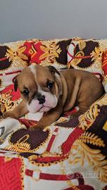 Cuccioli di bulldog inglese con pedigree