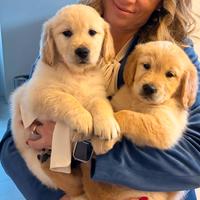 Disponibili cuccioli di golden retriver