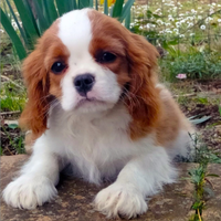 Cavalier king Charles Spaniel
