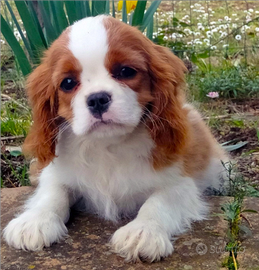 Cavalier king Charles Spaniel