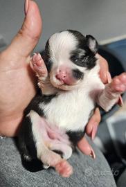 Cuccioli di chihuahua