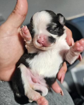 Cuccioli di chihuahua