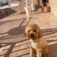 Barboncino Toy, 33 cm per MONTA