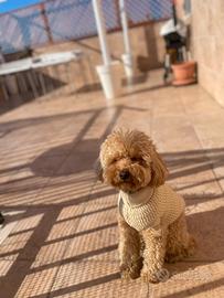 Barboncino Toy, 33 cm per MONTA