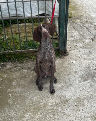 Bracco tedesco