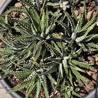 Pianta Haworthia