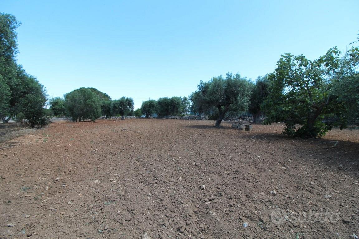Terreno con trullo c.da Neviera San Marzano di S.G - Vista 6