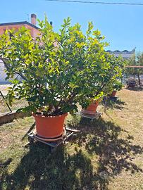 Pianta di Limoni