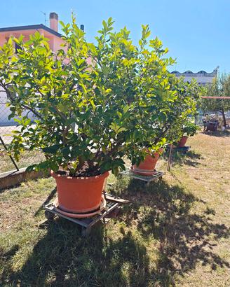 Pianta di Limoni