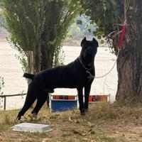 Vend Cane corso