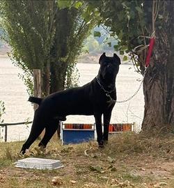 Vend Cane corso