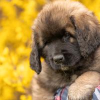 Leonberger cuccioli